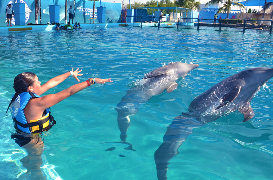 Encounter with dolphins
